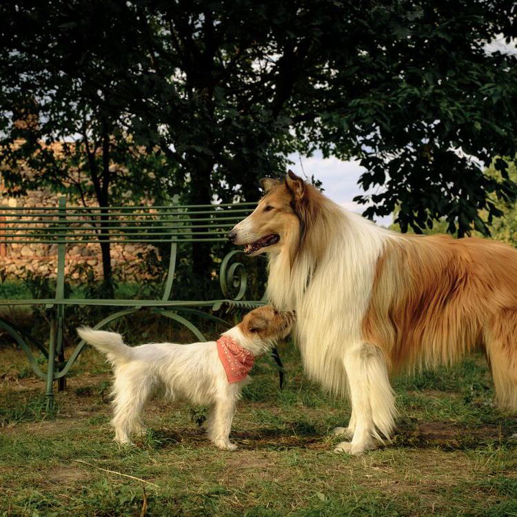 Lassie: Een Nieuw Avontuur