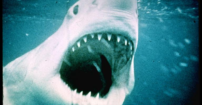 50th Anniversary: Jaws - 28, 29 & 31 augustus