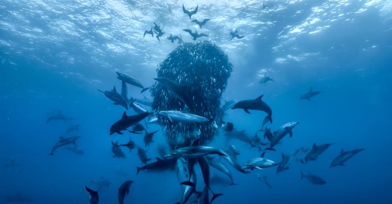 DAVID ATTENBOROUGH: OCEAN - 8 & 10 mei