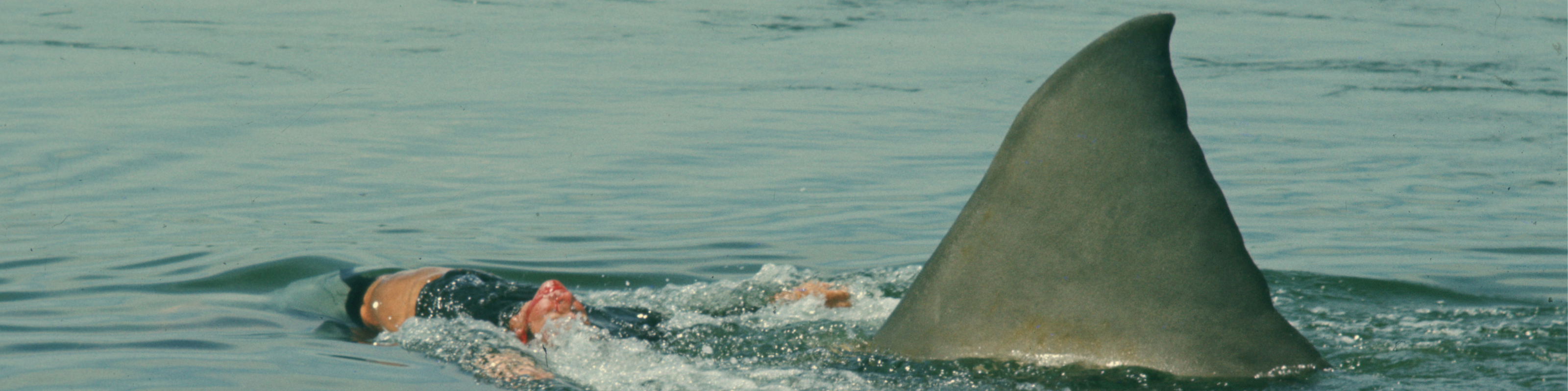 Jaws (50th Anniversary re-issue)
